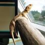 nepomuk_bearded_dragon.jpg
